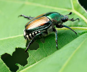 Japanese Beetles on Plants