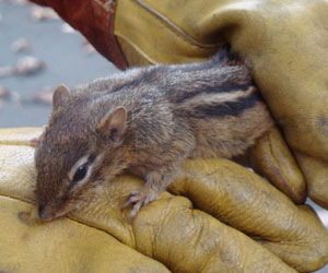 Chipmunk Removal with Gloves