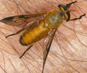 yellow flies rid infestation fly
