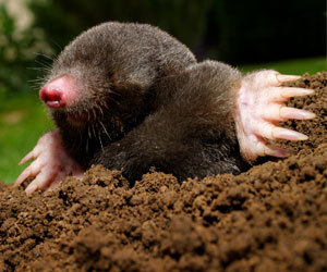 A Garden Mole