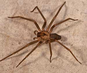 Large Brown Recluse