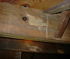 Termite Damage Wood