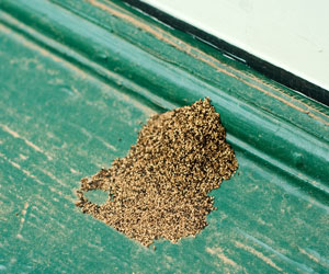 Termite Damage Signs Droppings
