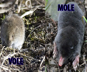 Voles vs Moles